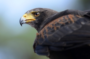 woestijnbuizerd (Parabuteo unicinctus) 8-2022 5149